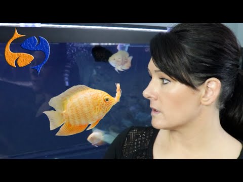 Video: How To Feed Aquarium Fish