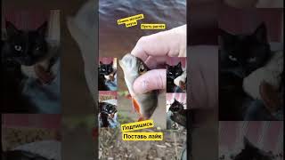 окунь на вертушку #рыбалка #fishing #рыба #большая #щука #спиннингист #вертушка