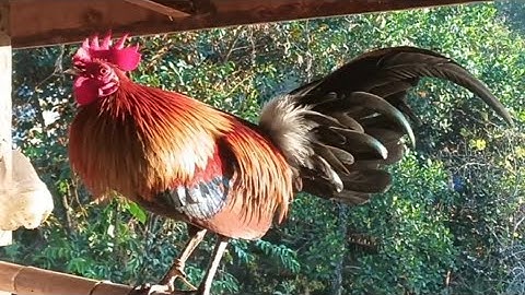 qaib f2 zoo nraug qua zoo ไก่ปะสมf2งามขันมว่น