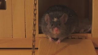 Vlog #15 Flower, back Home