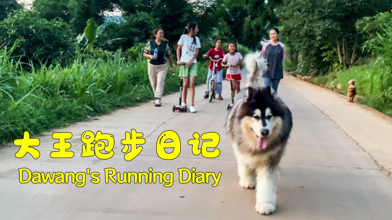 Running with the family, Wang Wang looks majestic and handsome!【阿盆姐家的大王】