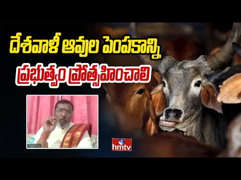 దేశవాళీ ఆవుల పెంపకాన్ని ప్రభుత్వం ప్రోత్సహించాలి | Balakrishna Guruswamy about Gow Seva | hmtv - HMTVNEWS