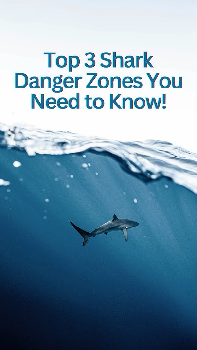 Top 3 Shark Danger Zones You Need to Know! #sharkfacts #sharkspecies #