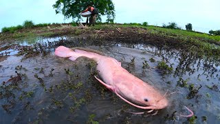 amazing fishing! catch a lots of monster Redfish in moss at field by hand a fisherman