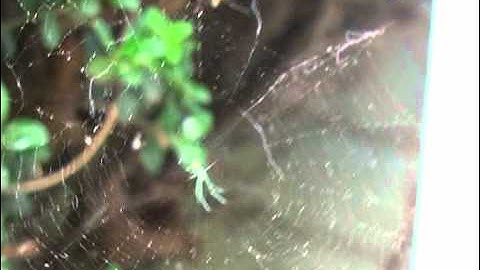Spider and Web Blowing in the Wind