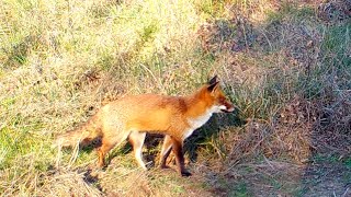 PIÈGE PHOTO ANIMAUX : CHEVREUIL ET RENARD