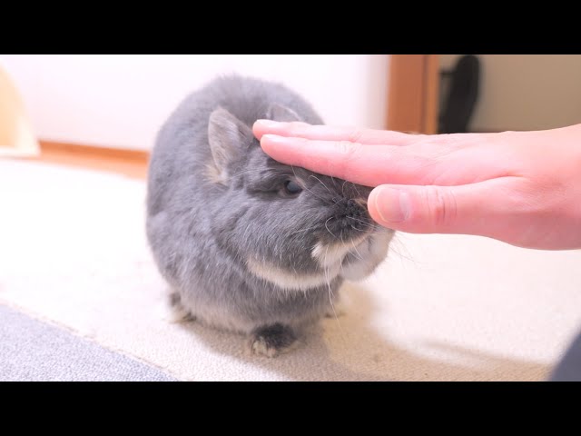 A rabbit that lowers its head when you give the stop signal when