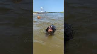 Our Puppy Learning how to SWIM :) Hattie Girl is a Cocker Spaniel Pup. The best dog #dog #puppy #obx