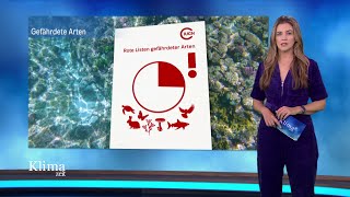 Koralle, Seegras und mehr   warum Klimaschutz wichtig für die Artenvielfalt ist | KlimaZeit