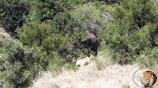 Casper The White Lion Chased By An Elephant by Africa Adventures 5,998 views 1 month ago 2 minutes, 39 seconds