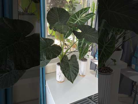 СТИЛЬ - ЭТО ВСЕ! КАК ВАМ НАШИ НОВЫЕ КАШПО ОТ MANDARIN DECOR С ВБ?🙃