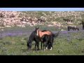 The Wild Horses of Pryor Mountain, Montana