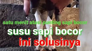 trending topik dan viral cara mengobati dan menangani punting  sapi bocor atau susu sapi perah bocor