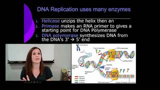 Bio Ch 13 #3 DNA replication and repair