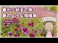 プロガーデナー達の定番になった宿根草『ガイラルディア』ꙨꙻꙨꙻ植物紹介編-113
