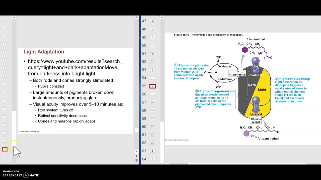 Photoreceptors and Phototransduction 3