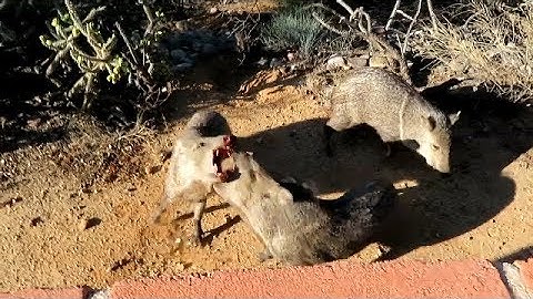 If you ever wanted to pet a Javelina this video shows you why you should not try 10242019
