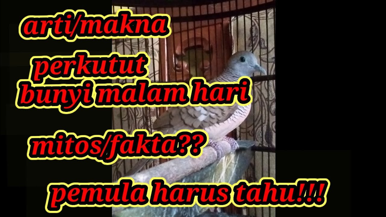 MITOS/FAKTA!! ARTI BURUNG PERKUTUT BUNYI PADA MALAM HARI BERDASARKAN