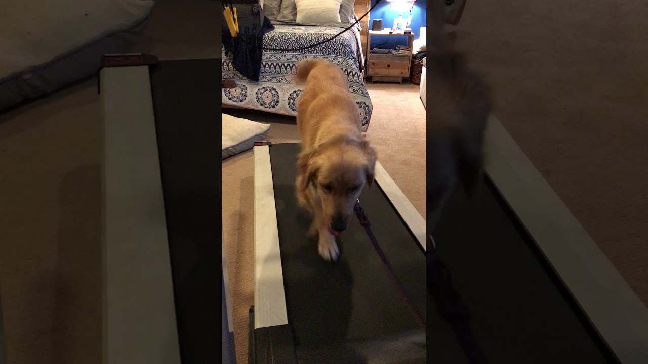 Phoenix dog training “K9katelynn” teaches Ellie (golden retriever