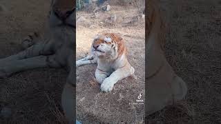 Have you ever seen a tigers sneeze 🤧 #shorts #tiger #sneeze #tigerlover #animalsoftiktok #cute