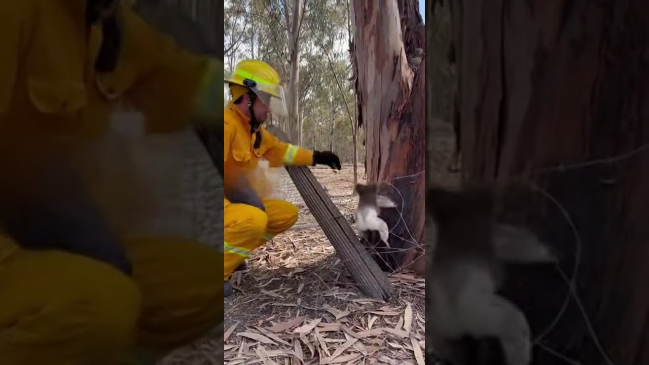 Tour Guide Frees Screaming Baby Monkey — Mother Attacks the Bridge Seconds Later