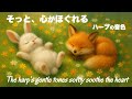 【 癒しのエネルギー 】そっと心がほぐれるハープの音色 緊張を和らげ、自律神経のバランスを整える癒しのひととき