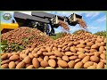 How Billions Of Almonds Are Processed Incredible Almond Farming For Salted Almonds Toffee 