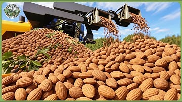 How Billions of Almonds Are Processed – Incredible Almond Farming for Salted Almonds & Toffee