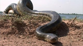 विश्व का सबसे विशाल एनाकोंडा पकड़ा गया World's largest snake found