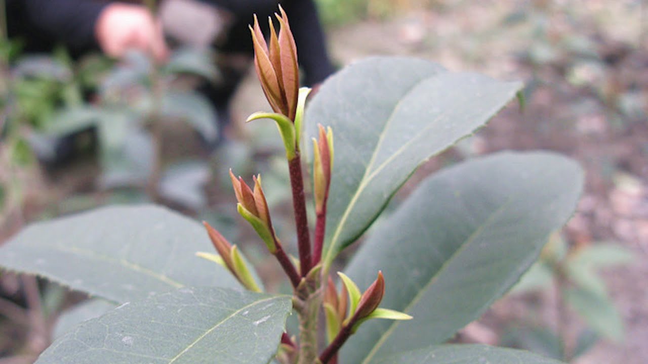 桂花花芽分化期 这 2种水 坚决不能浇 不利于生长还影响开花 Youtube