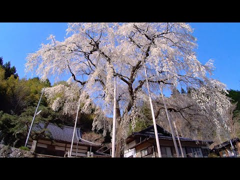 大安寺 しだれ桜 (愛知県豊田市大野瀬町)