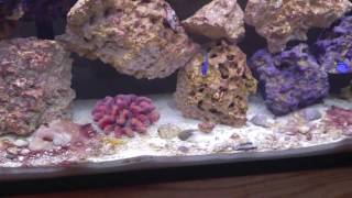 HELP! 55 GALLON SALTWATER PROBLEMS by The Beast 559 views 7 years ago 2 minutes, 21 seconds