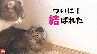 ういういしい、初めての交尾。行為後の猫がこんな動きをするなんて…