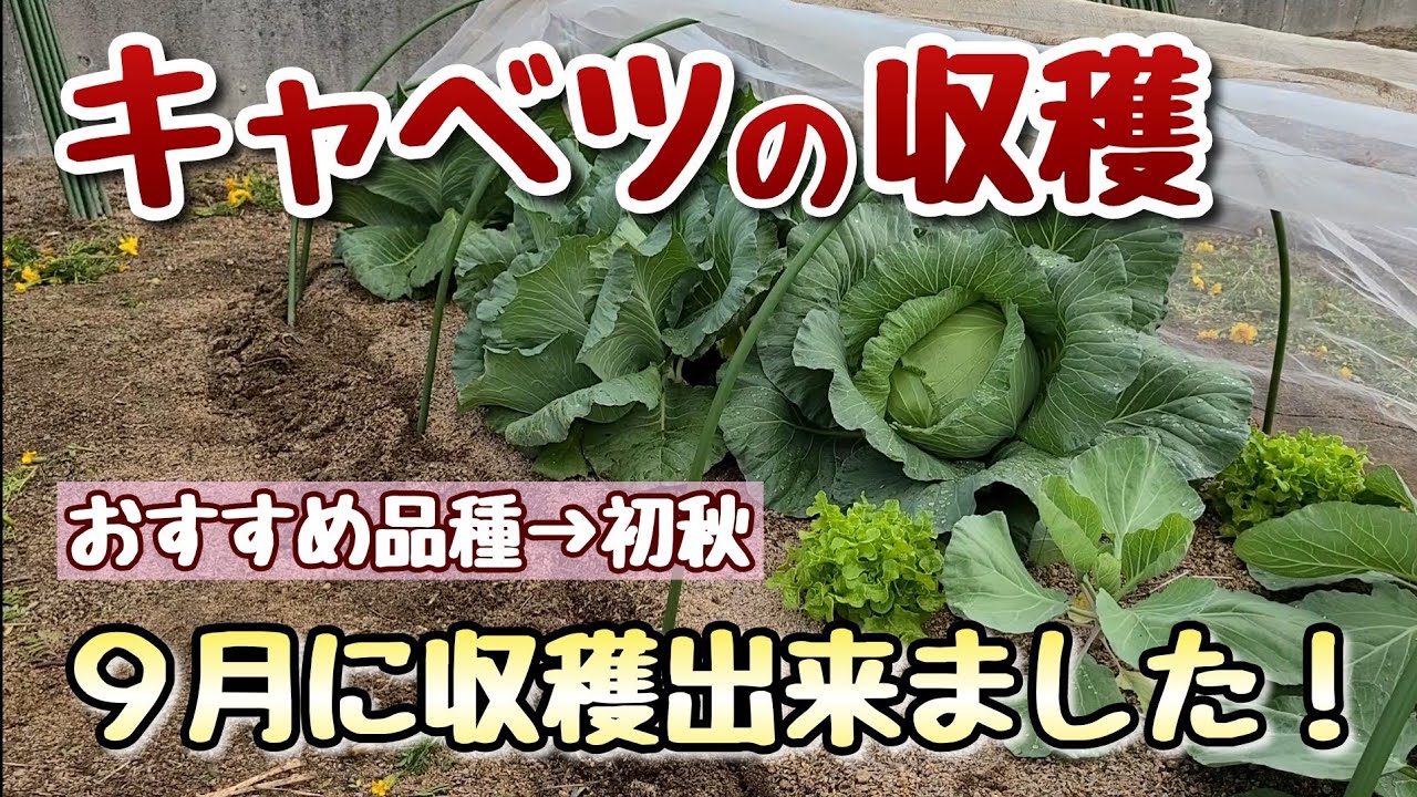 キャベツ苗　　春から初夏収穫　200本 家庭菜園】 キャベツの育て方、春まき、夏まき、秋まきと時期による