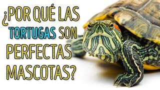 🐢 ¡Las tortugas son increíbles! Aquí son 5 hechos para probarlo