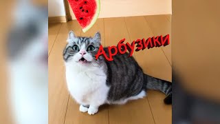 Кошка Просит Арбузики 10 Часов