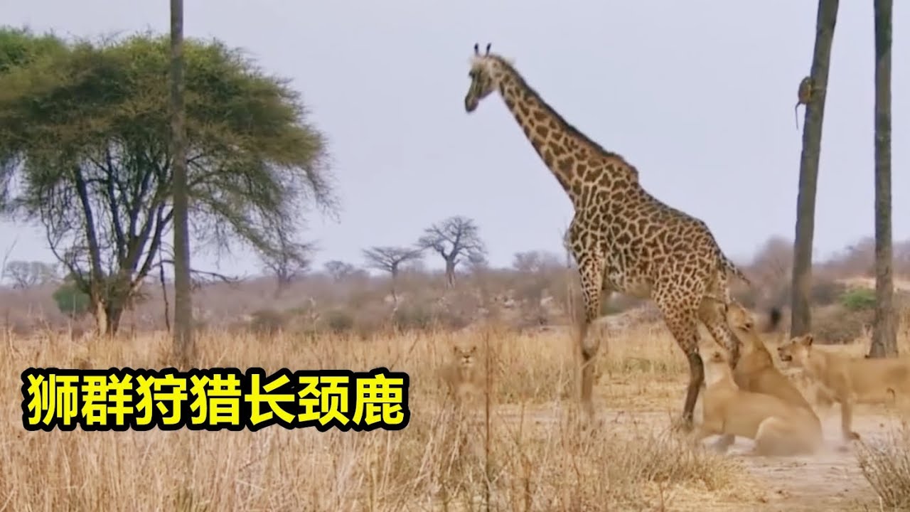 狮子捕猎有多厉害，一跃两米多高扑向长颈鹿。草原之王的霸气时刻 - YouTube