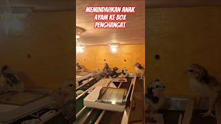Memindahkan anak ayam ke box penghangat #anakayamlucu  #anakayam  #incubator