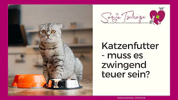 Wie teuer ist gutes Katzenfutter?