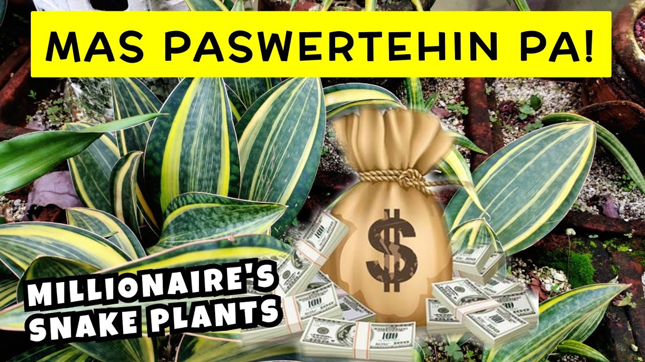 MILLIONAIRE'S SNAKE PLANTS VARIGATA | MAS PASWERTEHIN ANG INYONG LUCKY PLANTS!