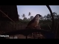 Kicauan Kutilang Di Pagi Hari Mp3 - Mp4 Download