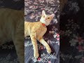 #petlover #funnyshorts #viralvideo #petro #trendingshorts #cuteecats #petroo #viralshorts