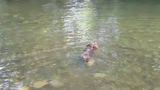 11 week old puppy learning tricks &amp; swimming