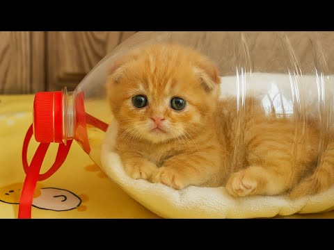 Ветеринар сказал: "Не выживет"... Женщина сделала из бутылки то, что спасло котёнку жизнь.