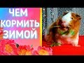 ЗИМНИЙ РАЦИОН. ЧЕМ Я КОРМЛЮ МОРСКИХ СВИНОК ЗИМОЙ