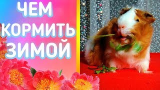 ЗИМНИЙ РАЦИОН. ЧЕМ Я КОРМЛЮ МОРСКИХ СВИНОК ЗИМОЙ