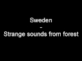 Strange animal sound from forest sweden
