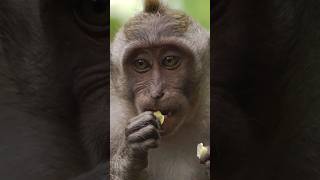 Scientists FAKED ‼️ Evolution’s “Missing Link” for 40 Years