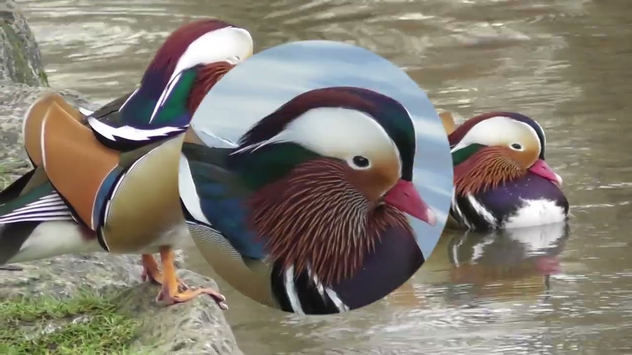 Mandarin duck courtship copulation ; Mandarinenten-Balz-Kopulation ; Copulația la rața mandarină