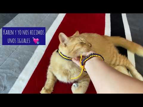 Video: Collares Para Gatos Y Gatos: Variedades Con GPS, Con Feromonas, Decorativos Y Otros, Como Elegir El Adecuado, Como Entrenar A Una Mascota